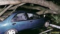 Tree Destroyed Car